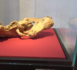 Gestütsmuseum Offenhausen