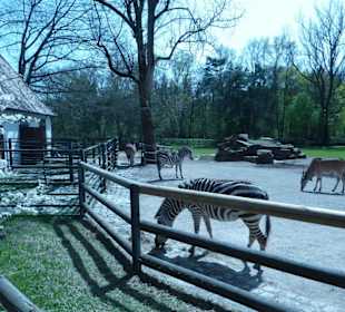 Böhmzebras und Elenantilopen