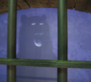 Im Tunnelgang - der brüllende Bär :-)