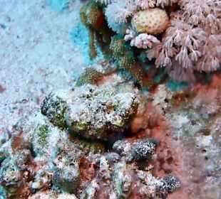 Schnorcheln Sahl Hasheesh