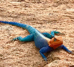 Julius Tact / JT Safaris