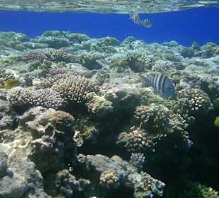 Unterwasserwelt Hotel Sharm Plaza