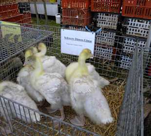 Burgdorfer Pferde- und Hobbytiermarkt