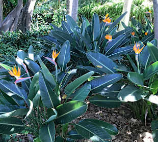 Botanischer Garten Puerto de la Cruz