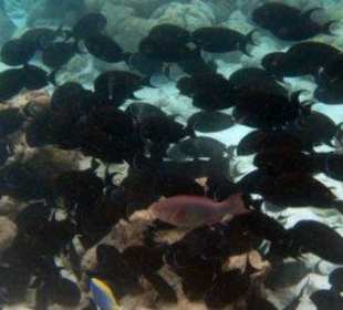 Hausriff Filitheyo Island