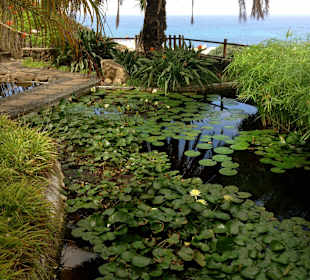 Jardin Aquatico