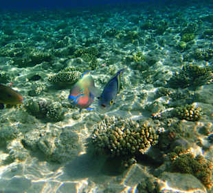 Schnorcheln am Hausriff