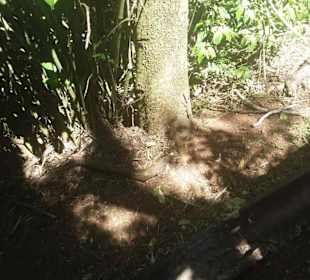 Wasserfälle von Iguazu. Ein Weltwunder
