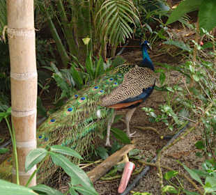 Tropical Islands