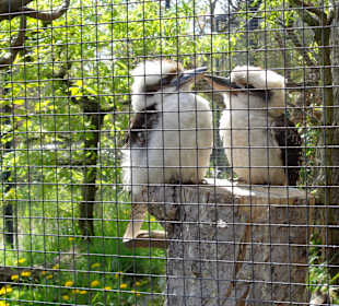 Vogelhaus