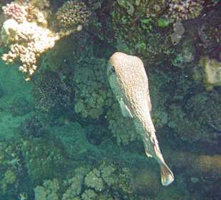 Kugelfisch im Hausriff Tulip Resort