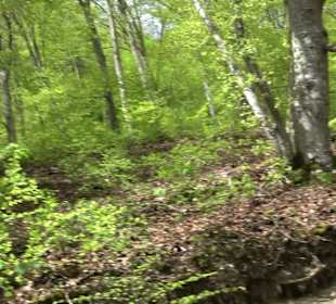 Wandertour durchs Reissenbachtal Oberhausen