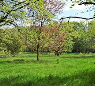 Frühling im Rhododendronpark Verden