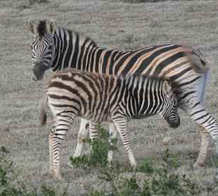 Safari Garden Route Game Lodge
