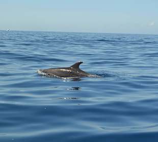 Delfin