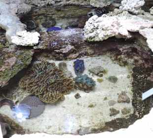 Im Aquarium unterwegs