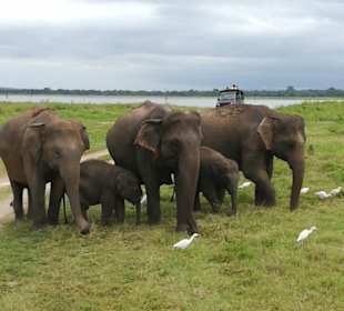 Apex Round Tours Sri Lanka