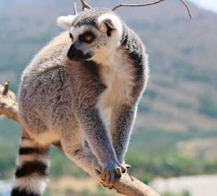 Wybiega dla lemurów - dostępny dla turystów