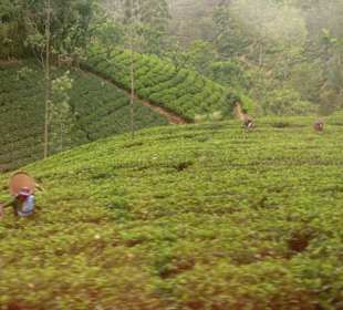 Tee-Ernte