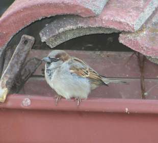 California State Route 1