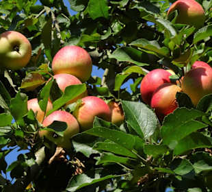 In der Streuobstwiese des Arboretum Wildeshausen