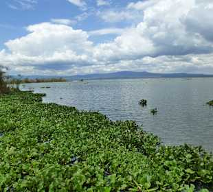 Lake Naivasha