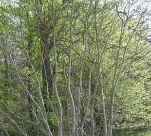 Waldlehrpfad an der Lauter