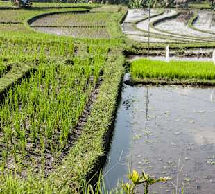 Reisfelder