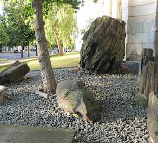 Millionen Jahre alte versteinerte Baumstämme