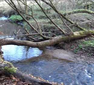 Schönbuch Schaichtal