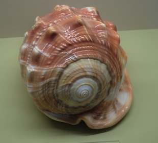 Rundgang durch das Muschelmuseum Wremen