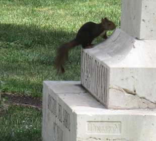 Ardilla en una estatua