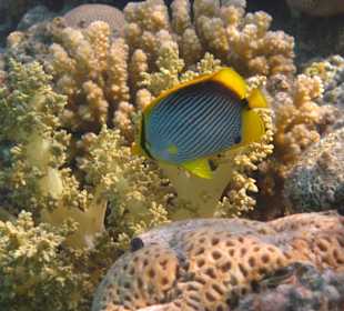 Schnorcheln Makadi Bay