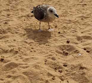 Praia de Nossa Senhora da Rocha