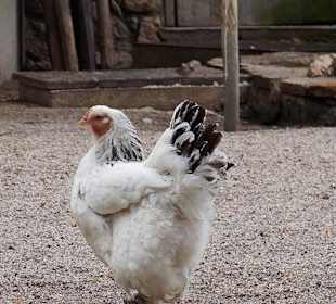 Kleintierzoo
