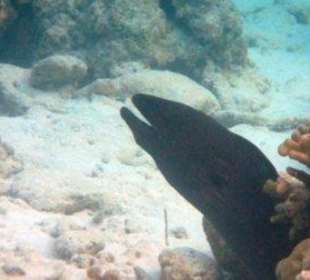 Hausriff Filitheyo Island