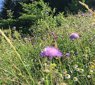 Wandern Balderschwang