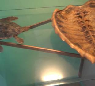 Naturhistorisches Museum