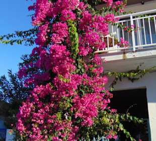 Blumenpracht an einer Häuserfassade