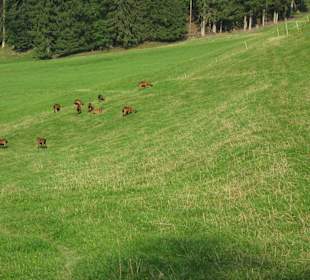 Hirschberg