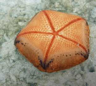 Seestern "Haifischpolster"
