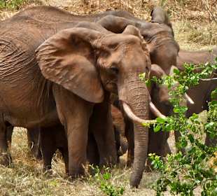 WT & Safaris (Diani Beach)