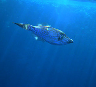 Feilenfisch Close Up am Hausriff des Dreams Beach