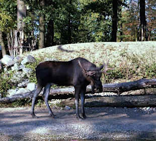 Zoom Erlebniswelt Gelsenkirchen - Die Tiere