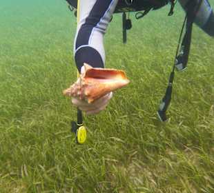 Tauchen am Wrack der Fähre in der Bucht Samana