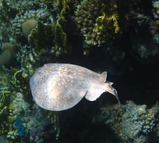 Schnorcheln Makadi Bay