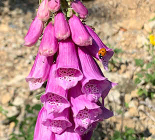 Wandern Bad Harzburg