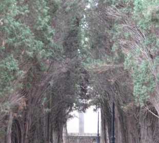 Baumallee im Kirchengarten