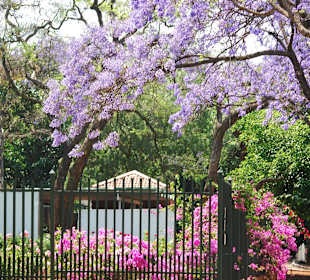 Jacaranda-Bäume in Pretoria