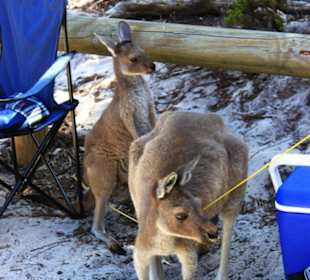 Kangaroos @Lucky Bay